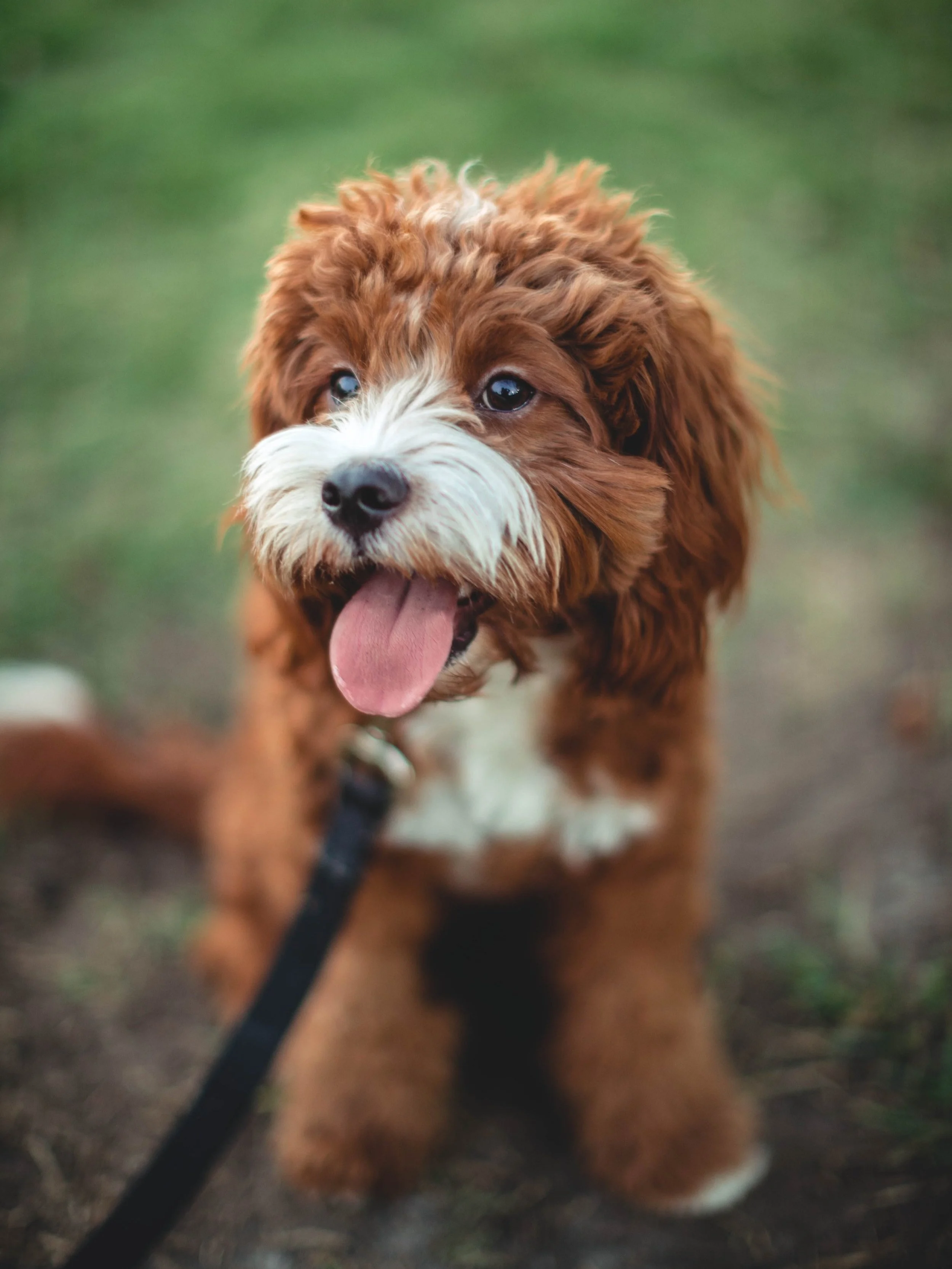 One to one puppy training on sale near me